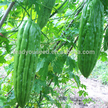 BG01 Cuiyu нет.1 зеленый длинный горький семена тыквы для посадки